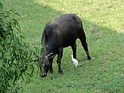 PB130190.JPG (281515 bytes)