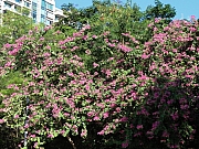 PB270011.JPG (432370 bytes)