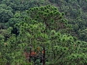 P1290028.JPG (307782 bytes)