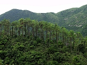 P8260002.JPG (258256 bytes)