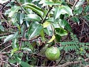 P3030019.JPG (233167 bytes)