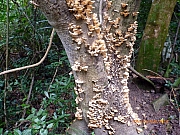 pic_Wai_055.JPG (327045 bytes)