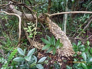 pic_Wai_056.JPG (353680 bytes)