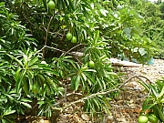 pic_Wai_085.JPG (326078 bytes)