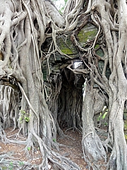 P4200032.JPG (304985 bytes)