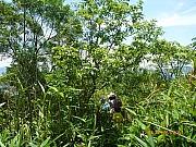 pic_Wai_064.JPG (369372 bytes)