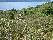 pic_Wai_090.JPG (349066 bytes)