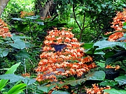 P6290004.JPG (256071 bytes)