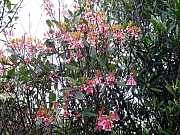 P2150091.JPG (550388 bytes)