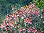 P2150094.JPG (531464 bytes)