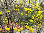 P3080144.JPG (710546 bytes)
