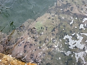 P7260027.jpg (297299 bytes)