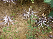 pic_Wai_057.JPG (397653 bytes)