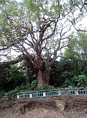 P1100100.JPG (555347 bytes)