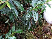 P1240041.JPG (338901 bytes)