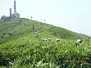 pic_Wai_120.jpg (356896 bytes)