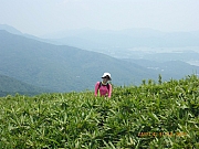 pic_Wai_133.jpg (255636 bytes)