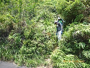 pic_Wai_190.jpg (655342 bytes)