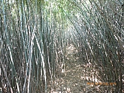 pic_Wai_200.jpg (448558 bytes)