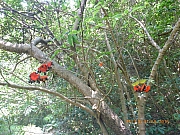 pic_Wai_204.jpg (547814 bytes)