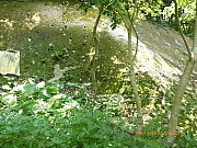 pic_Wai_206.jpg (485053 bytes)