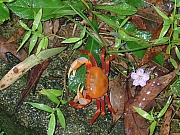 P7020020.JPG (420286 bytes)