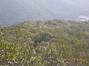 pic_Wai_024.jpg (439571 bytes)