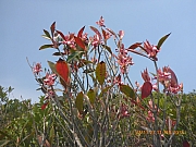 pic_Wai_067.jpg (330039 bytes)