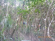 pic_Wai_068.jpg (642757 bytes)