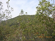 pic_Wai_085.jpg (518369 bytes)