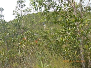pic_Wai_086.jpg (598276 bytes)