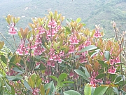 pic_Wai_078.jpg (350430 bytes)