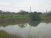 pic_Wai_065.jpg (204683 bytes)