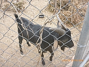pic_Wai_080.jpg (443250 bytes)