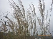 pic_Wai_108.jpg (403775 bytes)