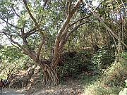 P3110005.JPG (755381 bytes)
