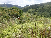 pic_Wai_016.jpg (690817 bytes)