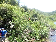 pic_Wai_063.jpg (775204 bytes)