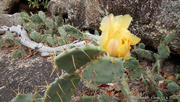 pic_CW_Ho_124.jpg (401974 bytes)