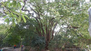 pic_CW_Ho_008.jpg (497128 bytes)