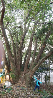 pic_CW_Ho_027.jpg (490877 bytes)