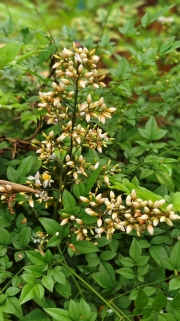 Thumbnail of pic_Derek_Wong_002.jpg