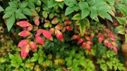 Thumbnail of pic_Derek_Wong_003.jpg