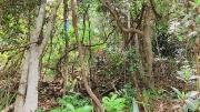 Thumbnail of pic_Derek_Wong_055.jpg